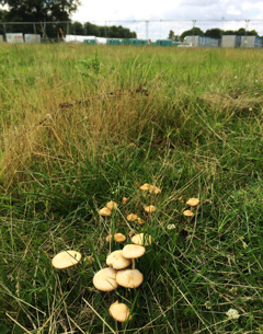 Steph found mushrooms which made her very happy 