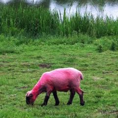 Candy the sheep at Latitude 