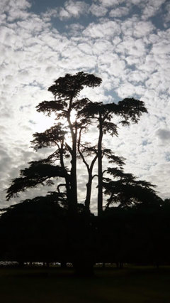 Treebeard makes an appearance at Latitude Festival 